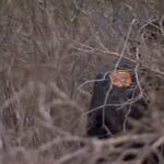 Gilgo Beach Search