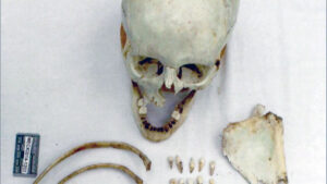 Ginseng hunters find Holly Bobo's remains