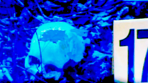 Holly Bobo's remains found